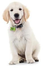 Super Pet Tag - Polymer Coated Stainless Steel, PLAY series, Bone Shape:  "Classic Green"