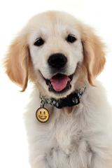 Super Pet Tag - Polymer Coated Stainless Steel, PLAY series: "Happy!"